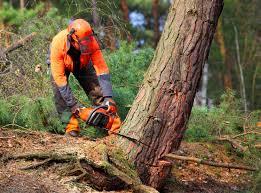 Best Fruit Tree Pruning  in Snoqualmie, WA