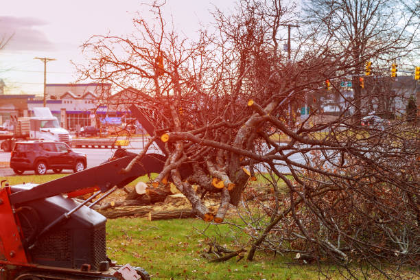 Best Tree Trimming and Pruning  in Snoqualmie, WA