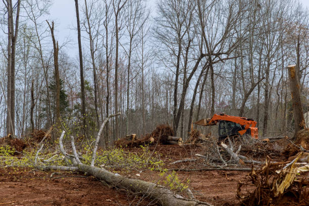 Leaf Removal in Snoqualmie, WA