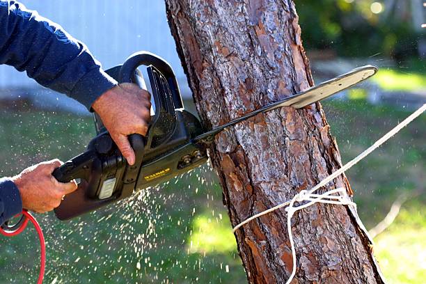 Best Tree Removal Service  in Snoqualmie, WA