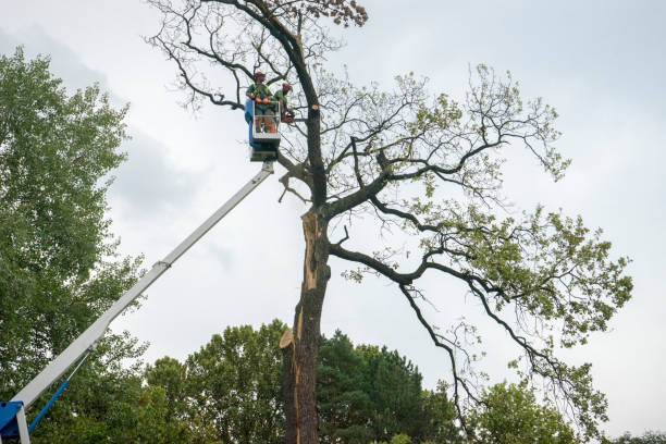 Best Tree Disease Treatment  in Snoqualmie, WA