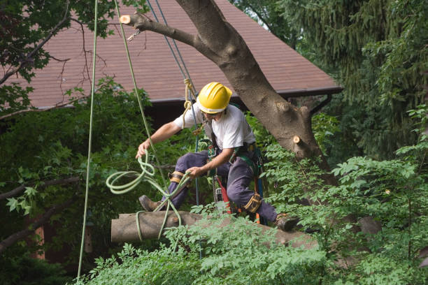 Best Seasonal Cleanup  in Snoqualmie, WA