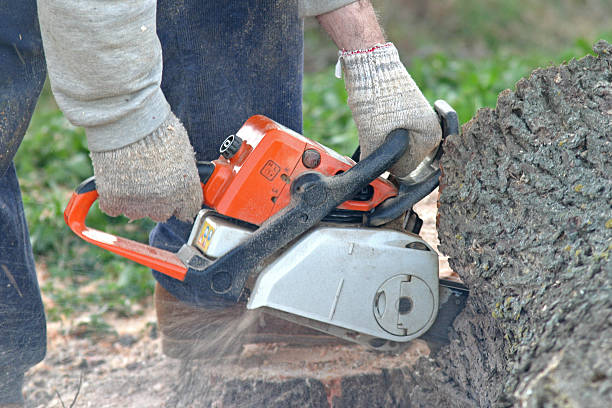 How Our Tree Care Process Works  in  Snoqualmie, WA