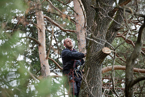 Best Leaf Removal  in Snoqualmie, WA