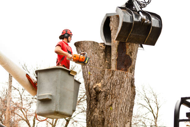 Reliable Snoqualmie, WA Tree Services Solutions